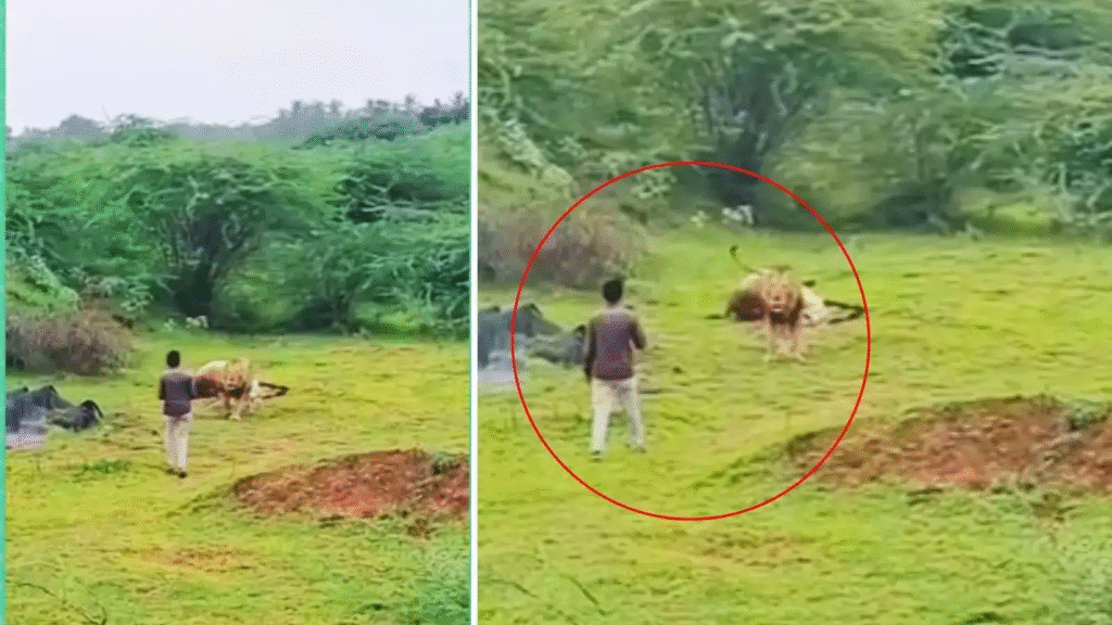 Gujarat Man’s Shocking Lion Encounter During Feeding Sparks Outrage